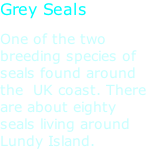 Grey Seals One of the two breeding species of seals found around the  UK coast. There are about eighty seals living around Lundy Island.