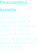 Parazoanthus  Axinelle Beautiful colonial anemone which is related to the stony corals. Found all around the British Isles. Large clumps of gold & yellow polyps on rock faces.