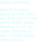 Ballan Wrasse Beautiful wrasse found around rocks and Kelp beds of the entire British coast. Growing to 40 cm, colour depends o age, emerald green when young.