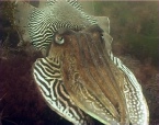 The Cuttlefish of Babbacombe Bay 2