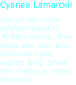 Cyanea Lamarckii One of the many jellyfish found in  British waters. Blue-white bell, with long tentacles many meters long. Small fish shelter in these tentacles.