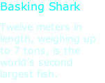 Basking Shark Twelve meters in length, weighing up to 7 tons, is the world’s second largest fish.