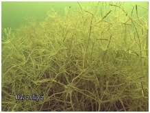 Starry Stonewort